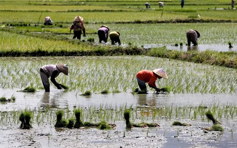 مزرعه برنج در اندونزی