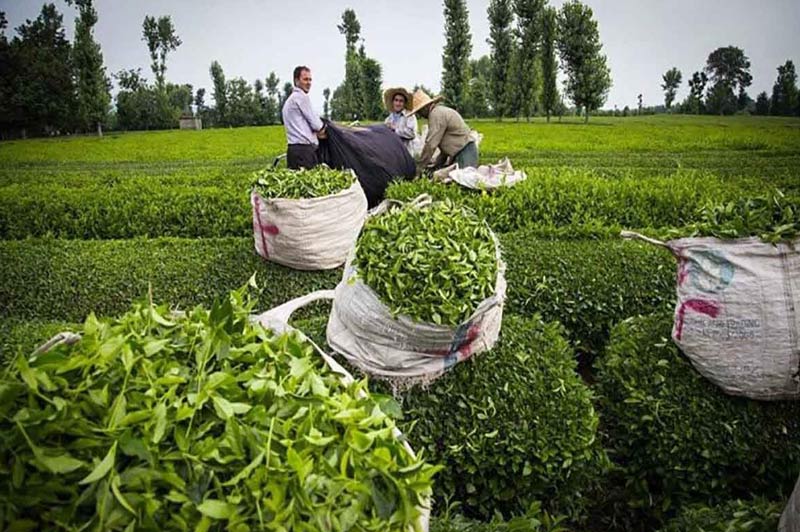 کارگران در مزرعه چای رشت، منبع عکس: خبرگزاری مهر، عکاس: نامشخص