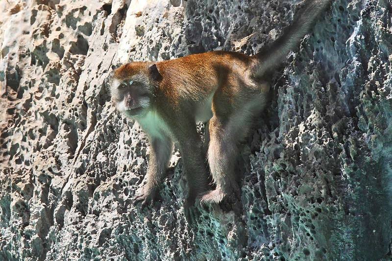میمون روی صخره، ساحل میمون، جزیره فی فی، تایلند;  منبع عکس: وبسایت hotels.com.  عکاس: ناشناس