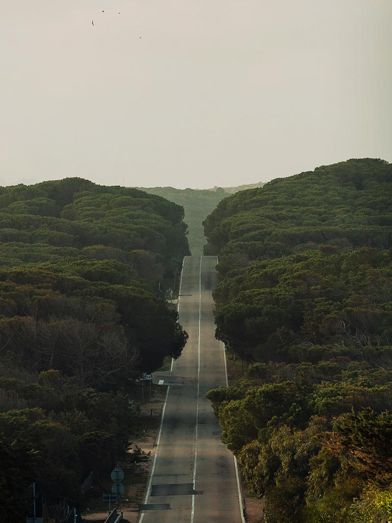 جاده ای سرسبز در جزیره ساردینیا