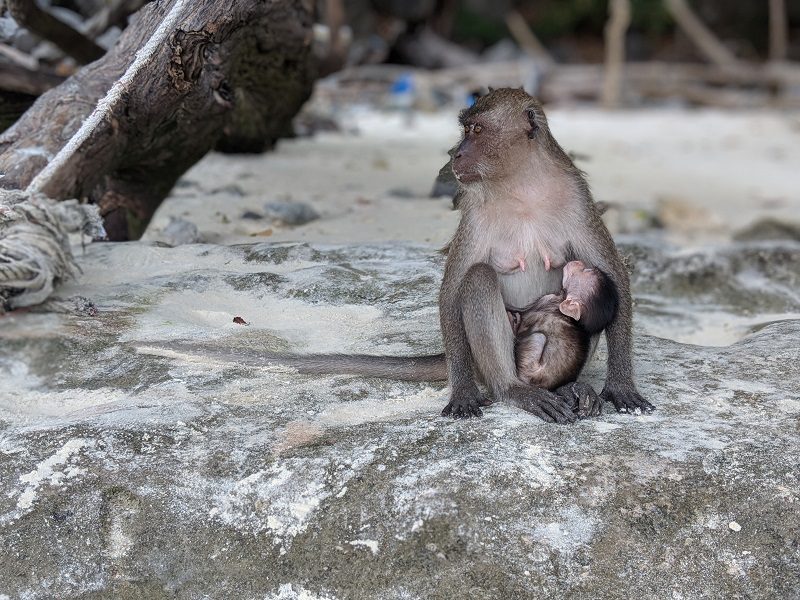 مادر و بچه میمون در ساحل میمون جزیره فی فی، تایلند.  منبع عکس: گوگل مپ.  عکاس: Arielle Hochman