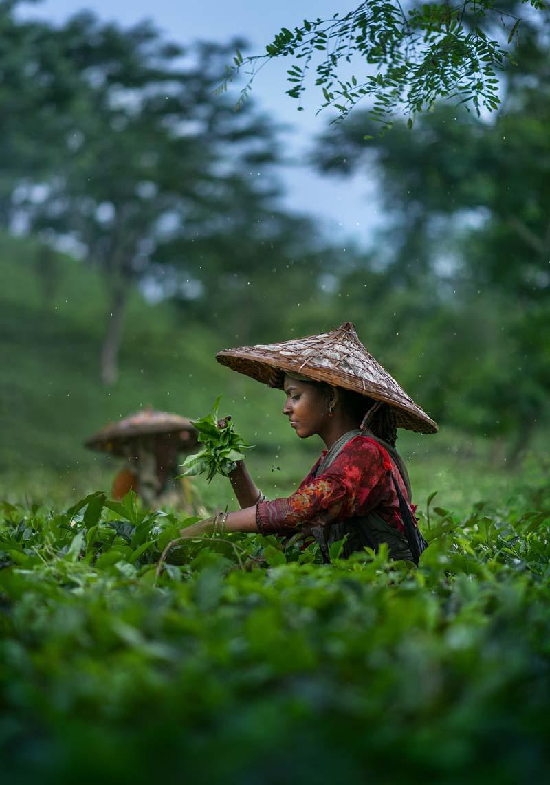 چیدن برگ چای از مزارع بنگلادش