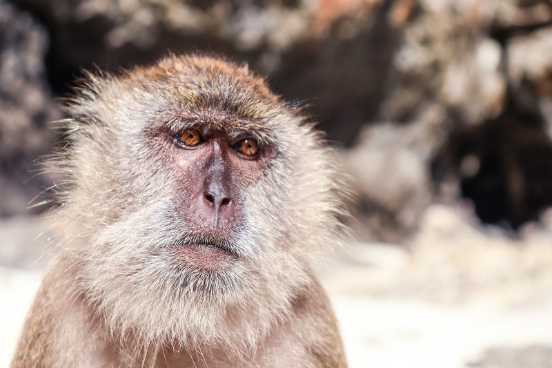 میمون فیس میمون ساحل در جزیره فی فی، تایلند;  منبع عکس: گوگل مپ.  عکاس: ارزش هر مایل را دارد