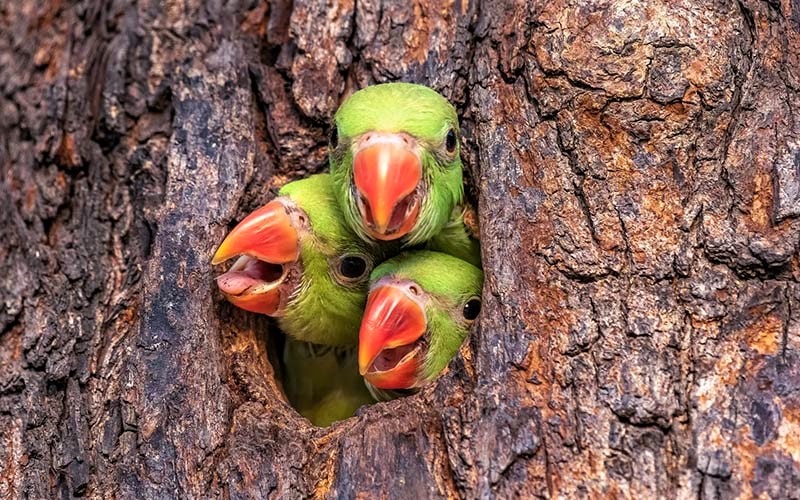 سه بچه طوطی در تنه درخت