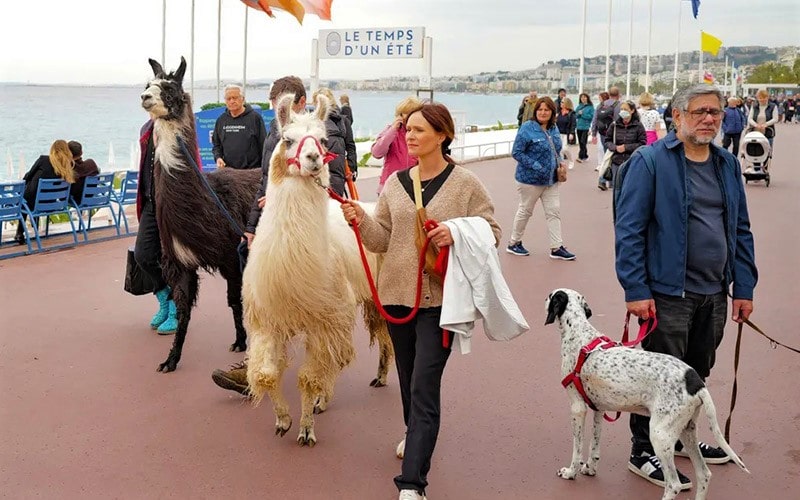 حضور حیوانات در ساحل شهر نیس فرانسه
