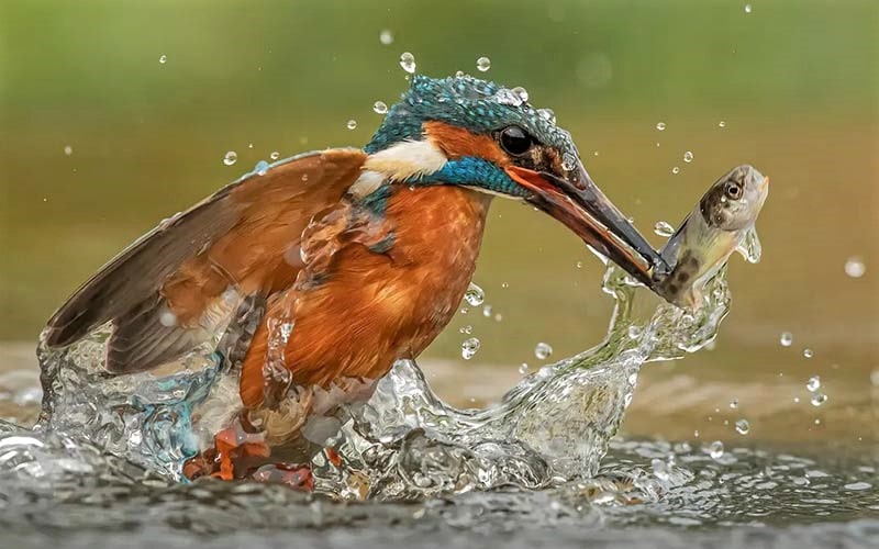 پرنده در حال شکار ماهی