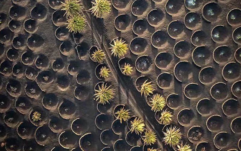 عکس هوایی از تاکستان های جزیره لانزروته، منبع عکس: اینستاگرام spain@، عکاس: نامشخص
