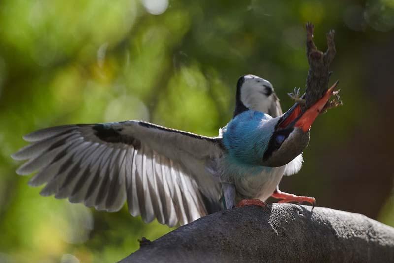 شکار پرنده سینه آبی در پارک زیست محیطی در والنسیا اسپانیا