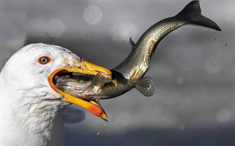 مرغ ماهی خوار در حال شکار