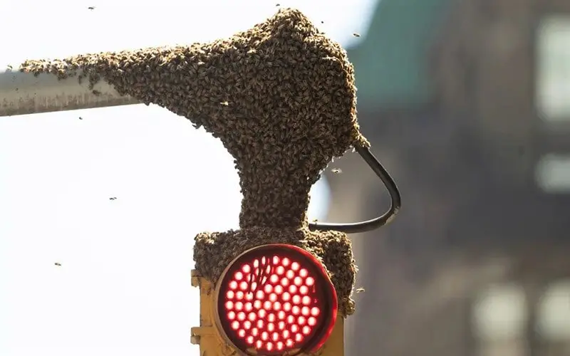 کلونی زنبورها روی چراغ راهنمایی رانندگی