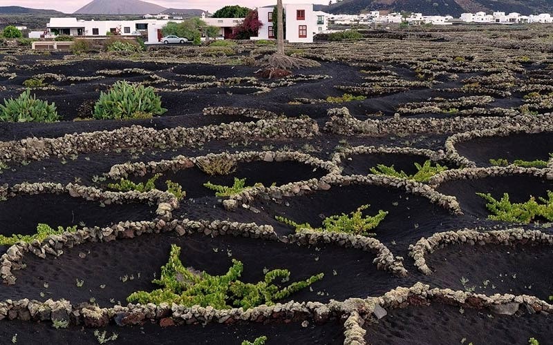 دایره های سنگی تاکستان در جزیره لانزروته، منبع عکس: اینستاگرام turismolzt@، عکاس: نامشخص