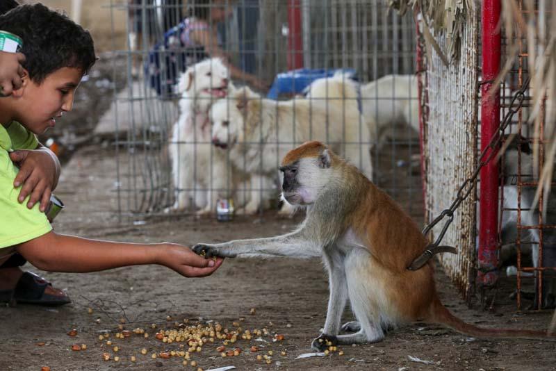 غذا دادن پسر بچه فلسطینی به میمونی که از باغ وحشی در رفح تخلیه شده بود 