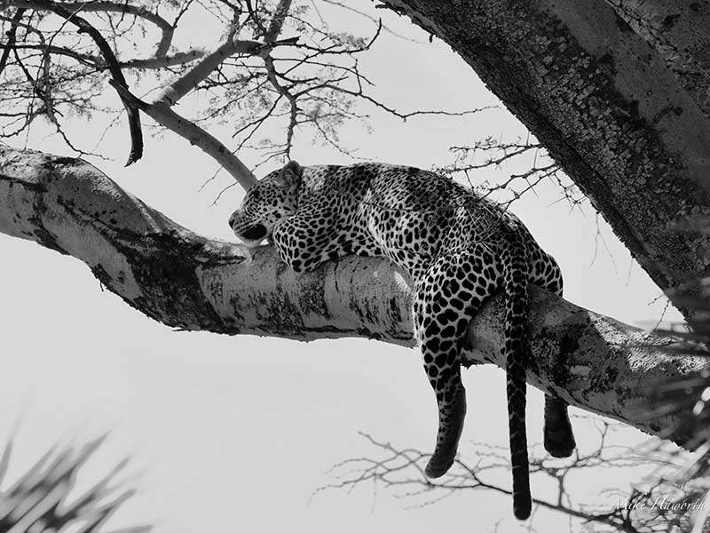 یوزپلنگ روی درختی در پارک ملی سرنگتی، منبع عکس: howieswildlifeimages.com، عکاس: مایکل سینگلتون هاورث