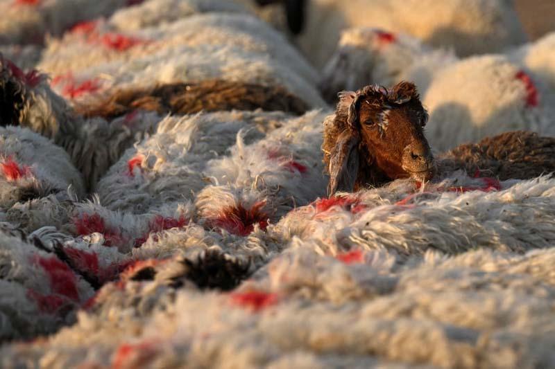 گوسفندان علامت گذاری شده برای قربانی در آستانه عید قربان در بصره عراق