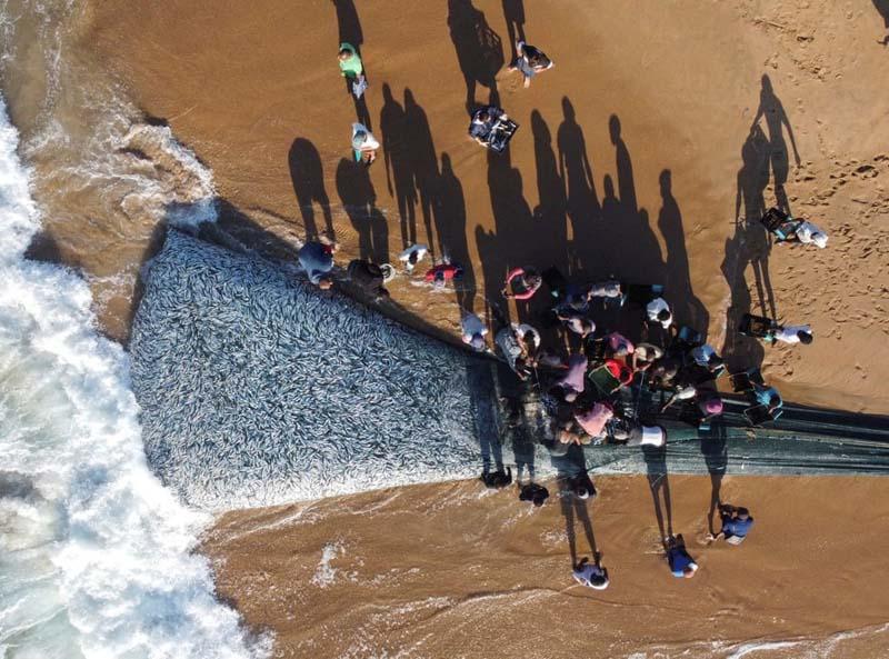 ماهیگیران در حال تخلیه ماهی های صید شده در تور در آفریقای جنوبی