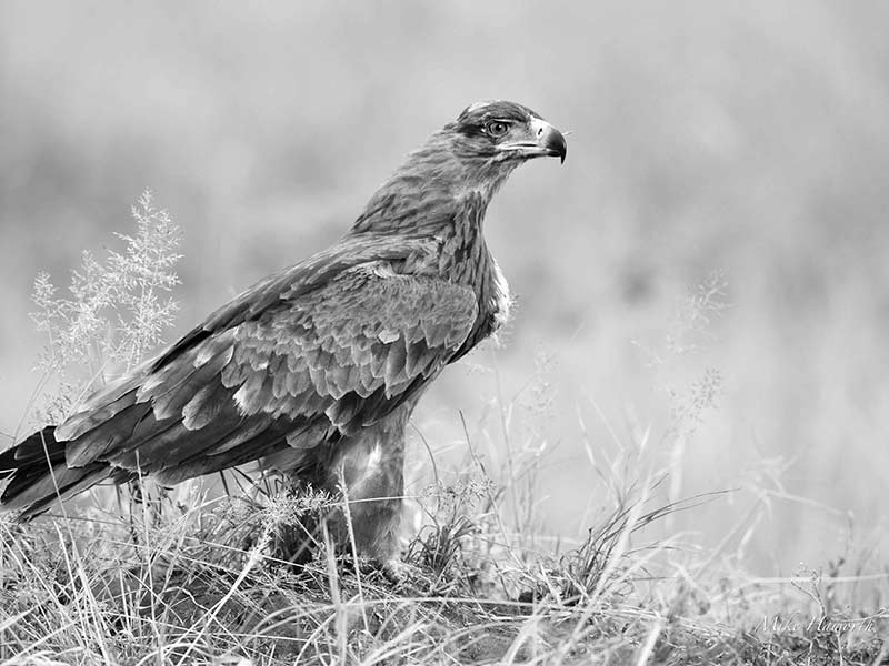 عقاب در پارک ملی سرنگتی، منبع عکس: howieswildlifeimages.com، عکاس: مایکل سینگلتون هاورث