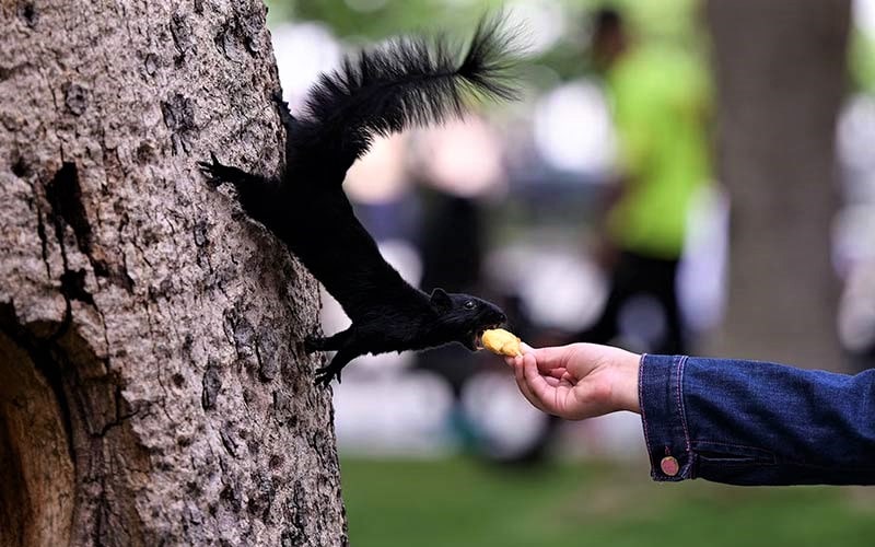 غذادادن به سنجاب سیاه