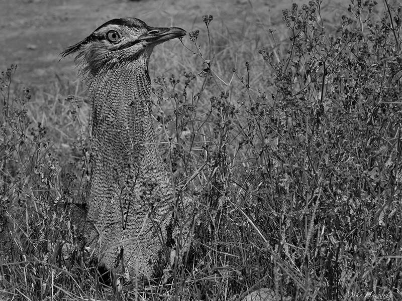 پرنده در بوته های پارک ملی سرنگتی، منبع عکس: howieswildlifeimages.com، عکاس: مایکل سینگلتون هاورث