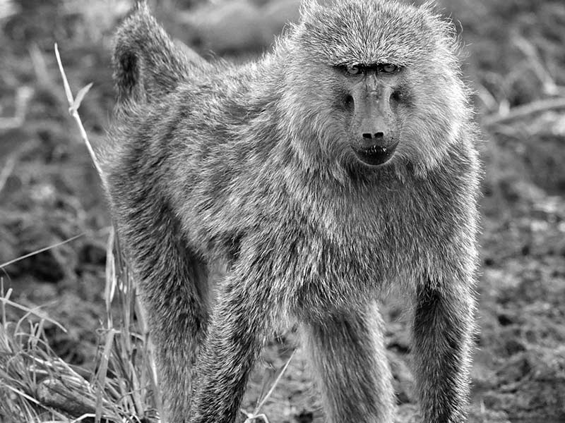 میمون در پارک ملی سرنگتی، منبع عکس: howieswildlifeimages.com، عکاس: مایکل سینگلتون هاورث