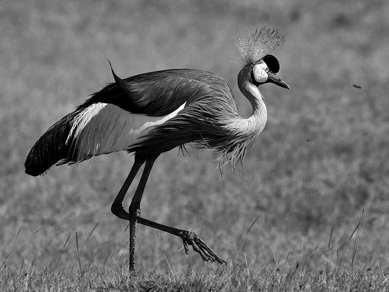 پارک ملی پرندگان سرنگتی، منبع عکس: howieswildlifeimages.com، عکاس: مایکل سینگلتون هاورث