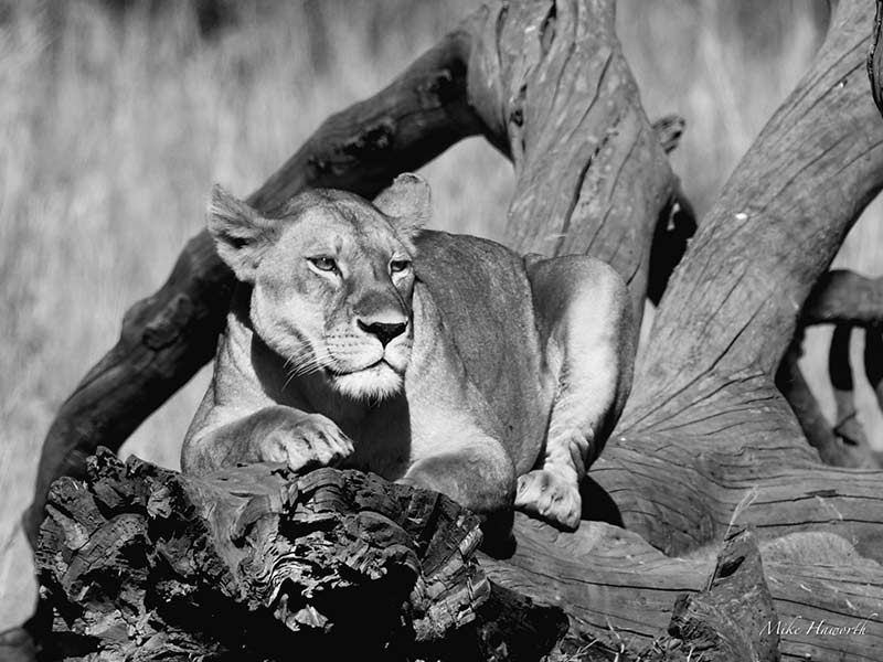 شیر در پارک ملی سرنگتی، منبع عکس: howieswildlifeimages.com، عکاس: مایکل سینگلتون هاورث