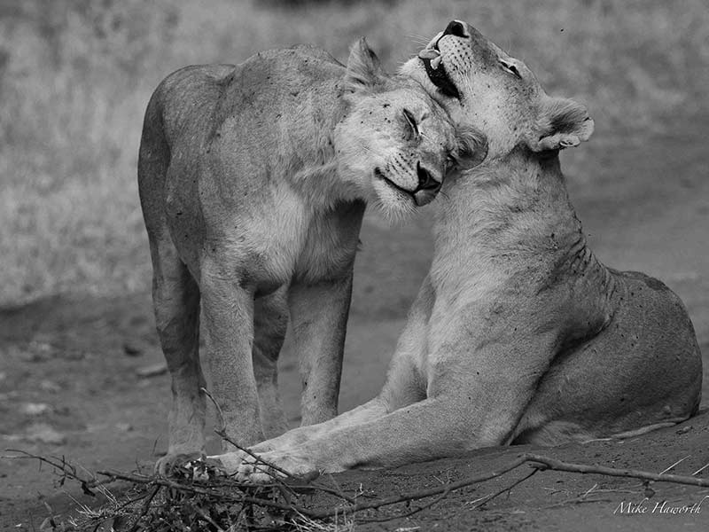 شیر در پارک ملی سرنگتی، منبع عکس: howieswildlifeimages.com، عکاس: مایکل سینگلتون هاورث