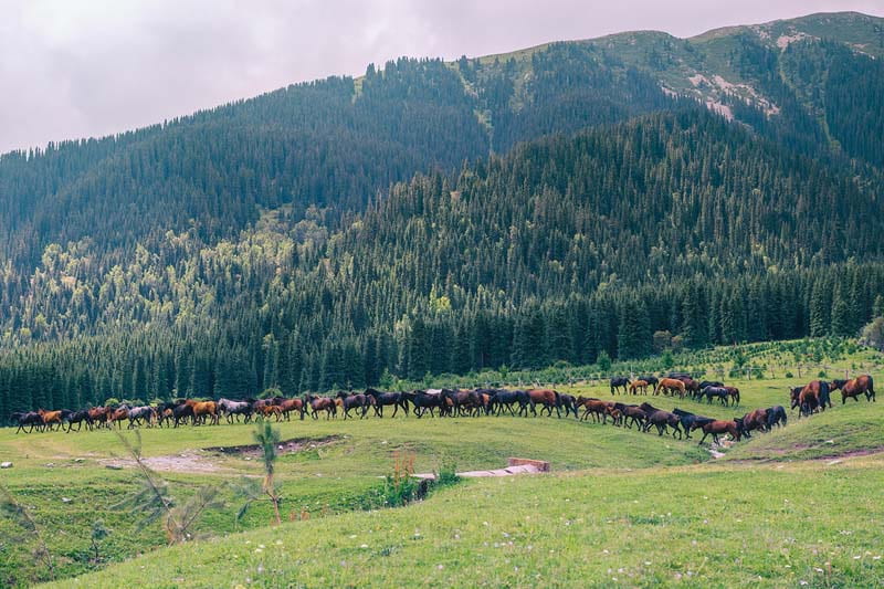     اسب های وحشی در کوهپایه های قرقیزستان