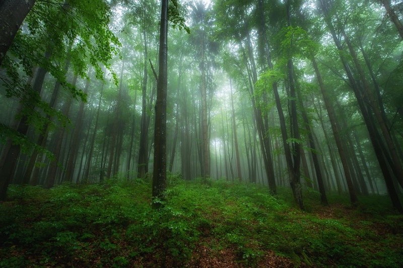 درختان جنگلی بلند در Maramures، رومانی؛  منبع عکس: وبسایت Boredpanda.com.  عکاس: ناشناس