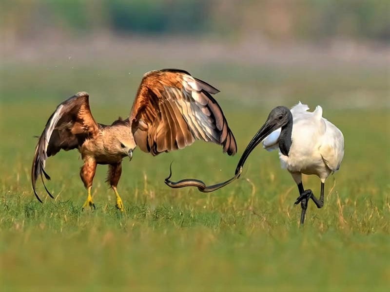 جنگ غذایی بین پرندگان شکاری در جنگل های هند