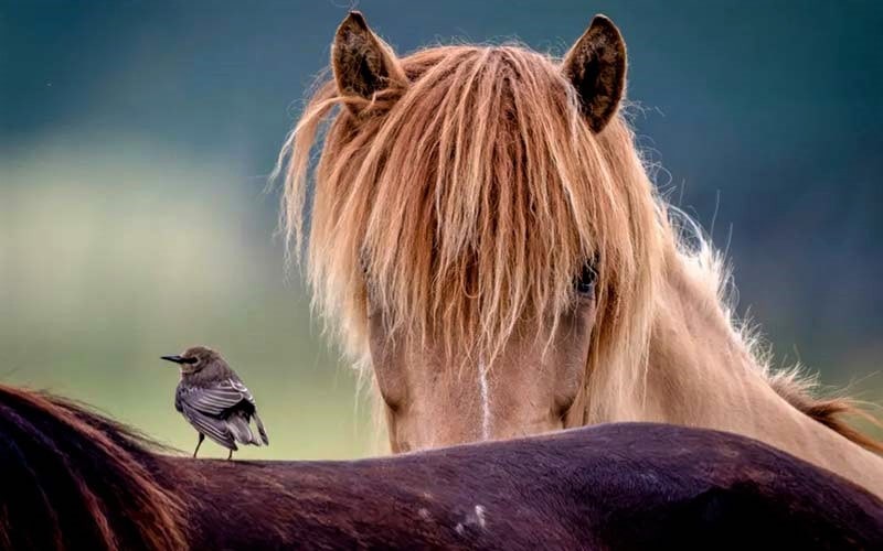 پرنده ای سوار بر اسب