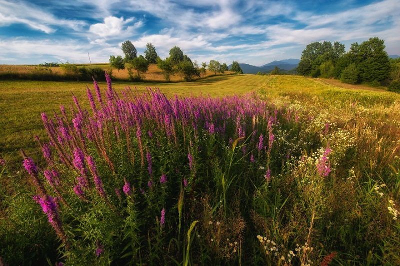 گل های بنفش در Maramures، رومانی؛  منبع عکس: وبسایت Boredpanda.com.  عکاس: ناشناس