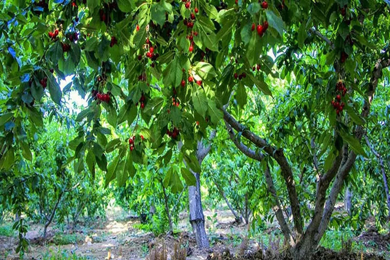 باغ گیلاس کردان